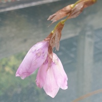 Dierama pulcherrimum hybrids